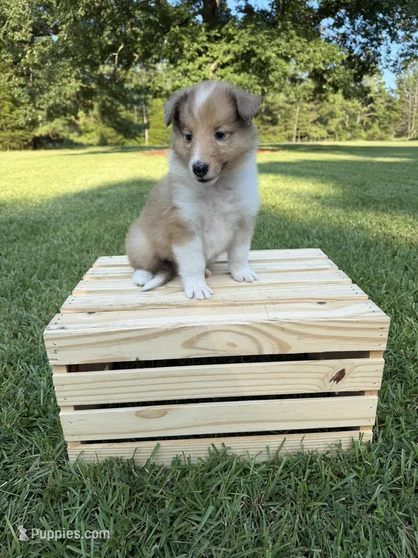 Stormy – Collie puppy for sale in Starkville, MS