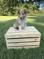 AKC Stormy, a female Collie for sale in Starkville, MS – 1 of 4
