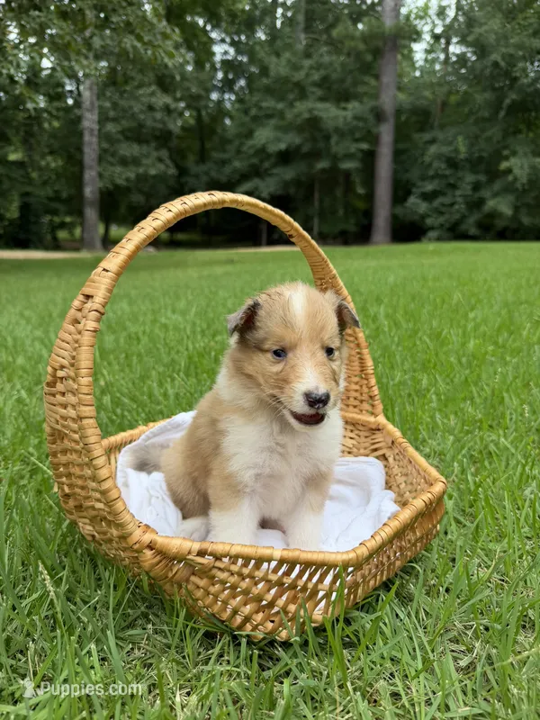 Stormy – Collie puppy for sale in Starkville, MS