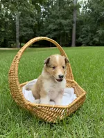 Stormy, a female Collie for sale in Starkville, MS – 1 of 2