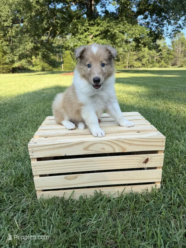 LaLa – Collie puppy for sale in Starkville, MS