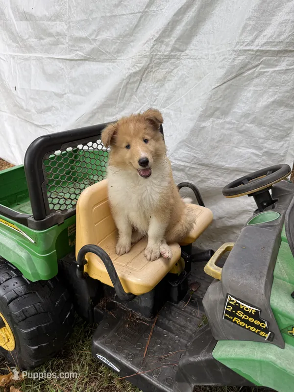 AKC Sweetie – Collie puppy for sale in Starkville, MS