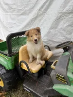 AKC Sweetie, a female Collie for sale in Starkville, MS – 1 of 6