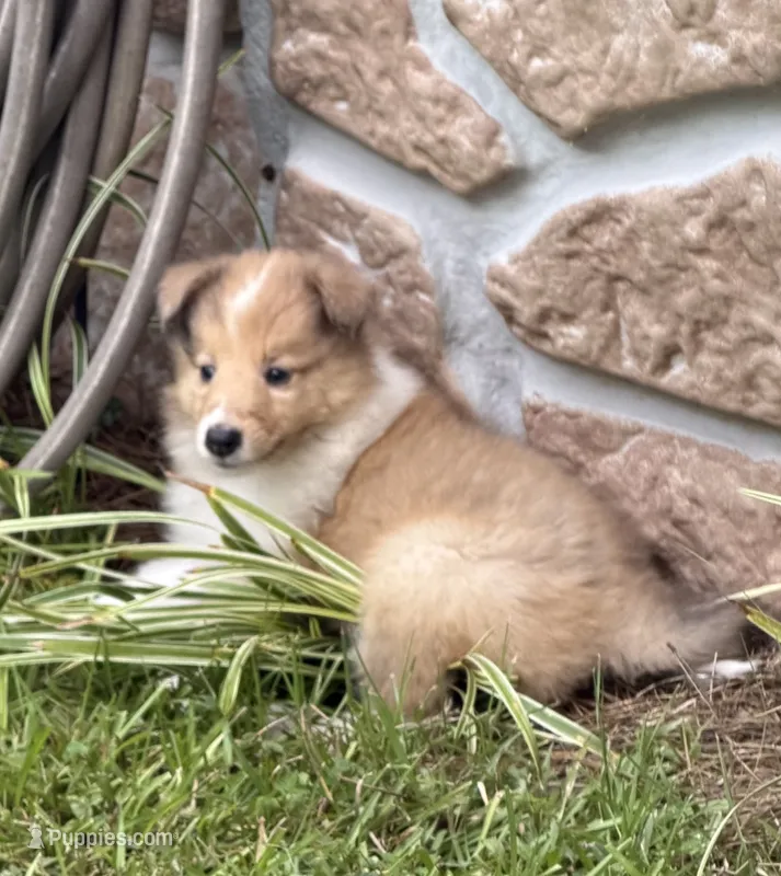 AKC Stormy – Collie puppy for sale in Starkville, MS
