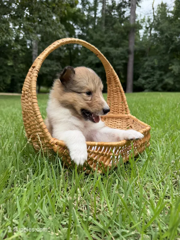 Dixie – Collie puppy for sale in Starkville, MS