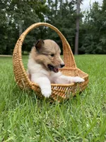 Dixie, a female Collie for sale in Starkville, MS – 1 of 2