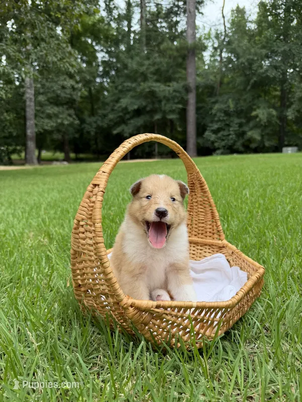 Chubbs – Collie puppy for sale in Starkville, MS