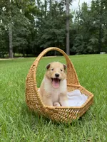 Chubbs, a male Collie for sale in Starkville, MS – 1 of 4