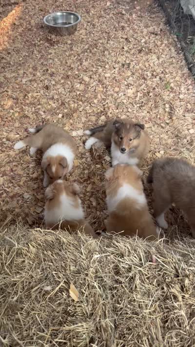 AKC Roxie, a female Collie for sale in Starkville, MS – 2 of 5