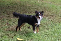 Evie, a female Toy Australian Shepherd for sale in South Boston, VA – Photo 1 of 8