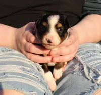 Evie, a female Toy Australian Shepherd for sale in South Boston, VA – Photo 8 of 8