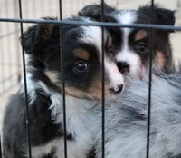 Evie, a female Toy Australian Shepherd for sale in South Boston, VA – Photo 4 of 8