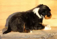 Evie, a female Toy Australian Shepherd for sale in South Boston, VA – Photo 7 of 8