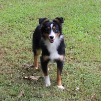 Evie, a female Toy Australian Shepherd for sale in South Boston, VA – Photo 2 of 8