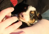 Evie, a female Toy Australian Shepherd for sale in South Boston, VA – Photo 5 of 8