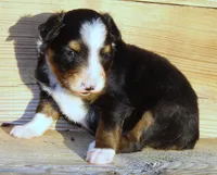 Evie, a female Toy Australian Shepherd for sale in South Boston, VA – Photo 6 of 8