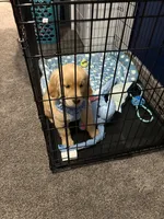 Marlow , a male Golden Retriever for sale in St. Augustine, FL – Photo 5 of 5