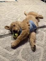 Marlow , a male Golden Retriever for sale in St. Augustine, FL – Photo 2 of 5