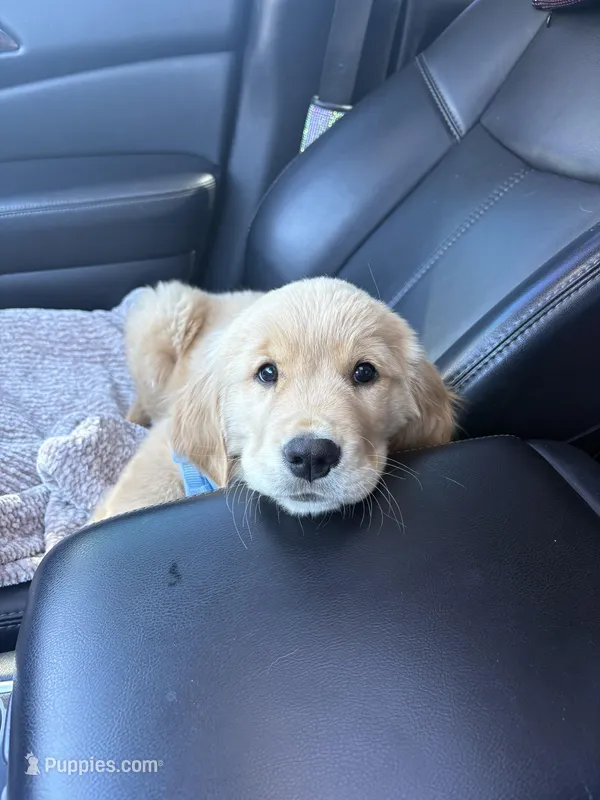 Marlow , a male Golden Retriever for sale in St. Augustine, FL – Photo 1 of 5