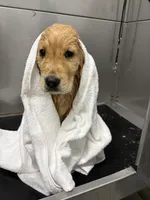 Marlow , a male Golden Retriever for sale in St. Augustine, FL – Photo 3 of 5