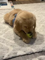 Marlow , a male Golden Retriever for sale in St. Augustine, FL – Photo 4 of 5