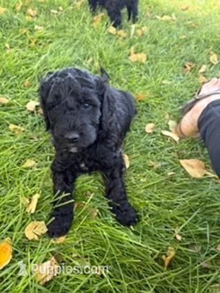 Raven – Golden Mountain Doodle puppy for sale in Helena, MT