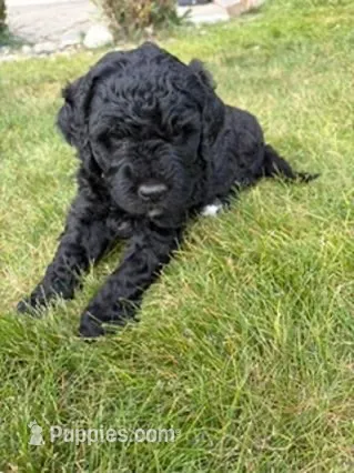 Poppy – Golden Mountain Doodle puppy for sale in Helena, MT
