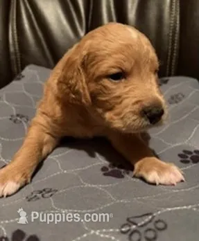 Copper – Golden Mountain Doodle puppy for sale in Helena, MT
