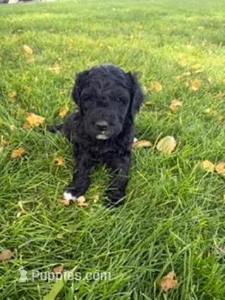 Kona – Golden Mountain Doodle puppy for sale in Helena, MT