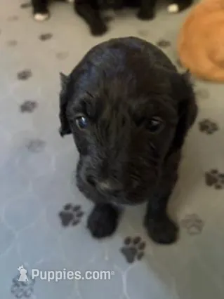 Willow – Golden Mountain Doodle puppy for sale in Helena, MT