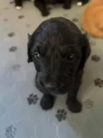 Willow, a female Golden Mountain Doodle for sale in Helena, MT – 1 of 5
