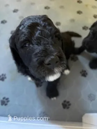 Raven – Golden Mountain Doodle puppy for sale in Helena, MT