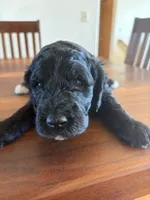 Oreo, a male Golden Mountain Doodle for sale in Helena, MT – 2 of 4