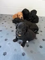 Raven, a female Golden Mountain Doodle for sale in Helena, MT – 2 of 5