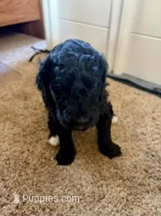 Oreo – Golden Mountain Doodle puppy for sale in Helena, MT