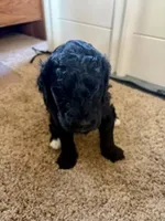 Oreo, a male Golden Mountain Doodle for sale in Helena, MT – 1 of 4