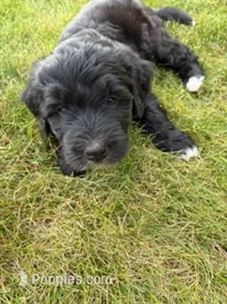 Oreo – Golden Mountain Doodle puppy for sale in Helena, MT