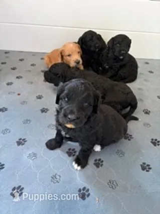 Ollie – Golden Mountain Doodle puppy for sale in Helena, MT