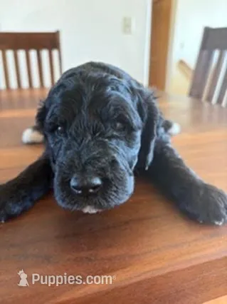 Kona – Golden Mountain Doodle puppy for sale in Helena, MT