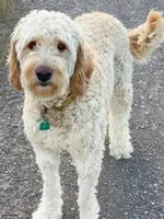 Raven, a female Golden Mountain Doodle for sale in Helena, MT – 4 of 5