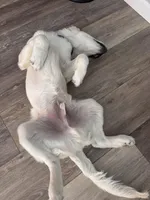 Woodford , a male English Cream Golden Retriever for sale in Boston, KY – Photo 8 of 10