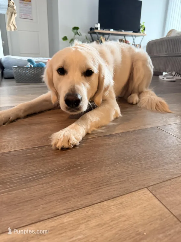 Woodford  – English Cream Golden Retriever puppy for sale in Boston, KY
