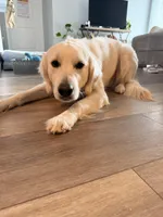 Woodford , a male English Cream Golden Retriever for sale in Boston, KY – Photo 1 of 10