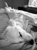 Woodford , a male English Cream Golden Retriever for sale in Boston, KY – Photo 10 of 10