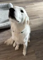 Woodford , a male English Cream Golden Retriever for sale in Boston, KY – Photo 6 of 10