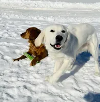 Woodford , a male English Cream Golden Retriever for sale in Boston, KY – Photo 4 of 10