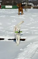 Woodford , a male English Cream Golden Retriever for sale in Boston, KY – Photo 2 of 10