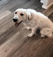 Woodford , a male English Cream Golden Retriever for sale in Boston, KY – Photo 7 of 10