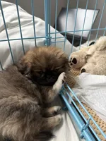 HUGO, a male Pekingese for sale in Hallandale, FL – 5 of 7