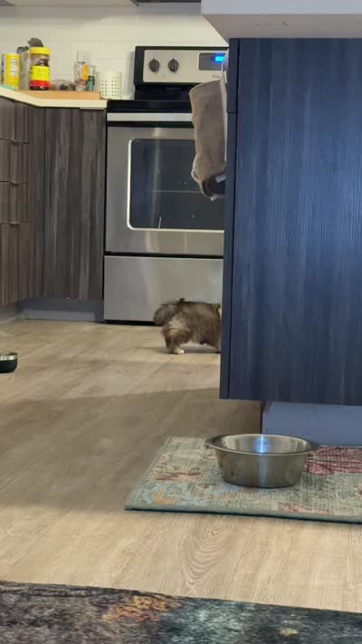 HUGO, a male Pekingese for sale in Hallandale, FL – 7 of 7
